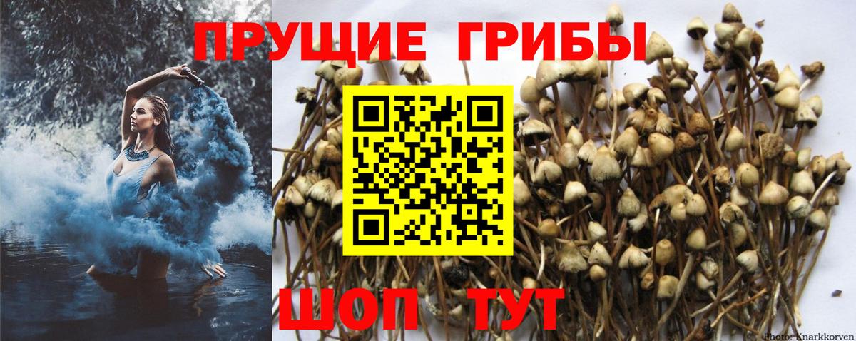 Галлюциногенные грибы Psilocybe Гусь-Хрустальный